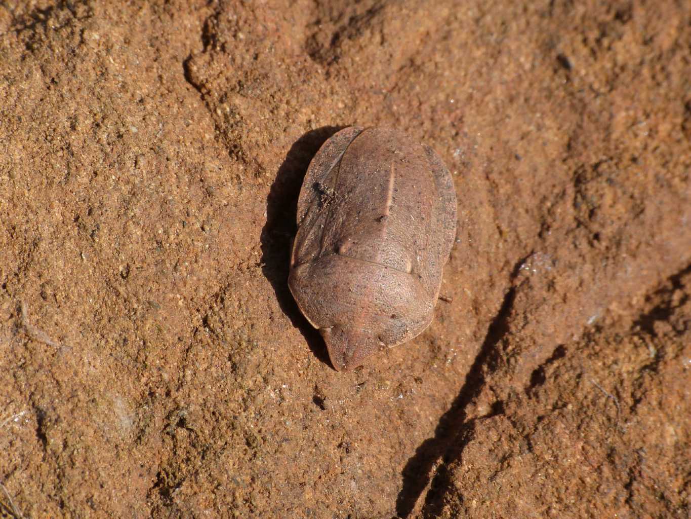 Eurygaster (?) svernante